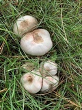 Agaricus californicus image