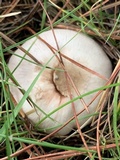Agaricus californicus image