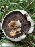 Agaricus californicus image