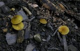 Pluteus chrysophaeus image