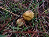 Rhizopogon occidentalis image