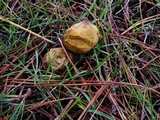 Rhizopogon occidentalis image