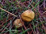 Rhizopogon occidentalis image