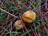Rhizopogon occidentalis image