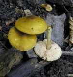 Pluteus chrysophaeus image