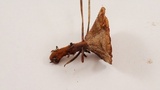 Coltricia perennis image