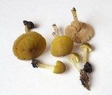Pluteus chrysophaeus image