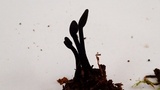 Trichoglossum hirsutum image