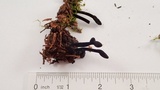 Trichoglossum hirsutum image
