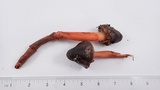 Phaeocollybia olivacea image