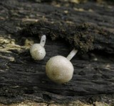 Pluteus exiguus image