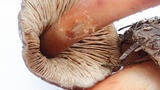 Phaeocollybia olivacea image