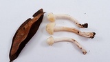 Cuphophyllus virgineus image