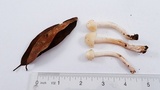Cuphophyllus virgineus image