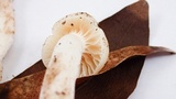Cuphophyllus virgineus image