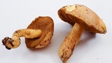 Suillus tomentosus image