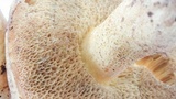 Suillus tomentosus image