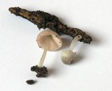 Pluteus exiguus image