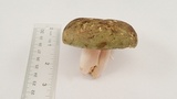 Russula cyanoxantha image