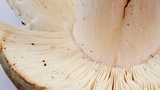 Russula cyanoxantha image