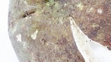 Russula cyanoxantha image