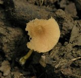 Pluteus phlebophorus image