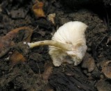 Pluteus phlebophorus image