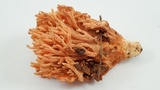Ramaria stuntzii image