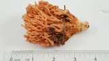 Ramaria stuntzii image
