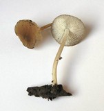 Pluteus phlebophorus image