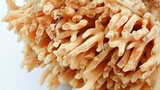 Ramaria stuntzii image