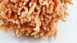 Ramaria stuntzii image
