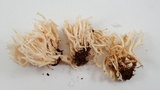 Ramariopsis kunzei image