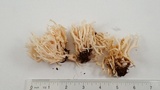 Ramariopsis kunzei image