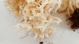 Ramariopsis kunzei image