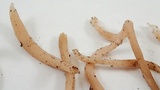 Clavulina cinerea image