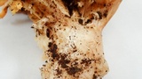 Ramaria formosa image