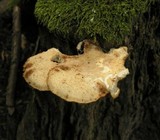 Polyporus tuberaster image