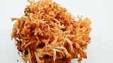 Ramaria formosa image