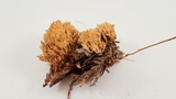 Phaeoclavulina myceliosa image