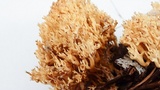 Phaeoclavulina myceliosa image