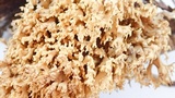 Phaeoclavulina myceliosa image