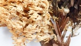 Phaeoclavulina myceliosa image