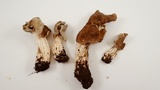 Helvella maculata image