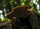 Polyporus tuberaster image