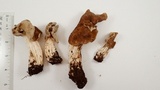Helvella maculata image