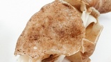 Helvella maculata image