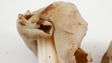 Helvella maculata image