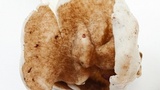 Helvella maculata image