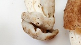 Helvella maculata image